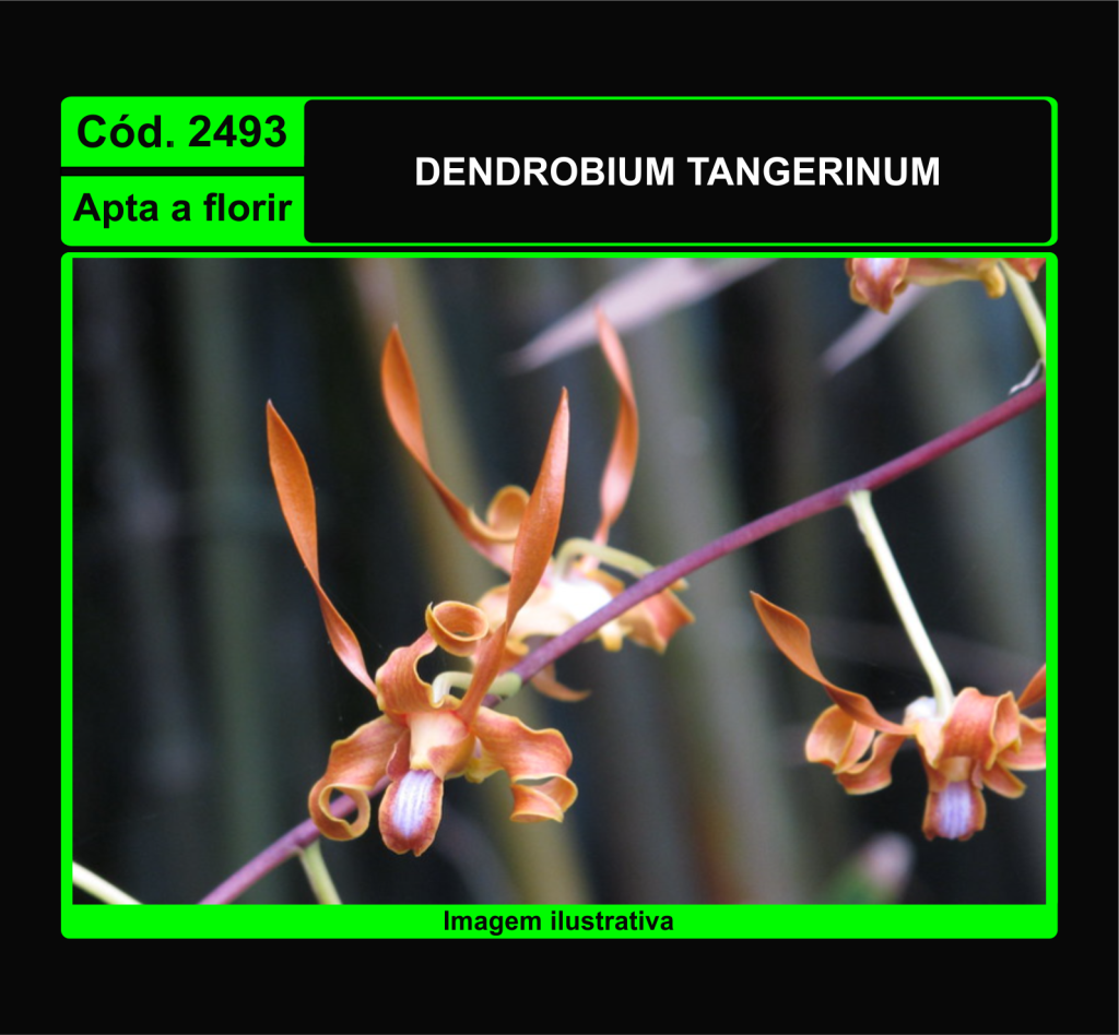 DENDROBIUM TANGERINUM 2493