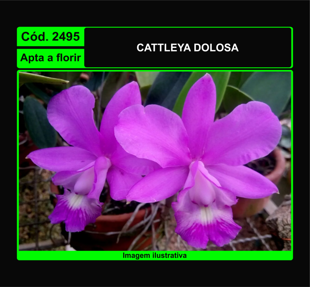 CATTLEYA DOLOSA 2495