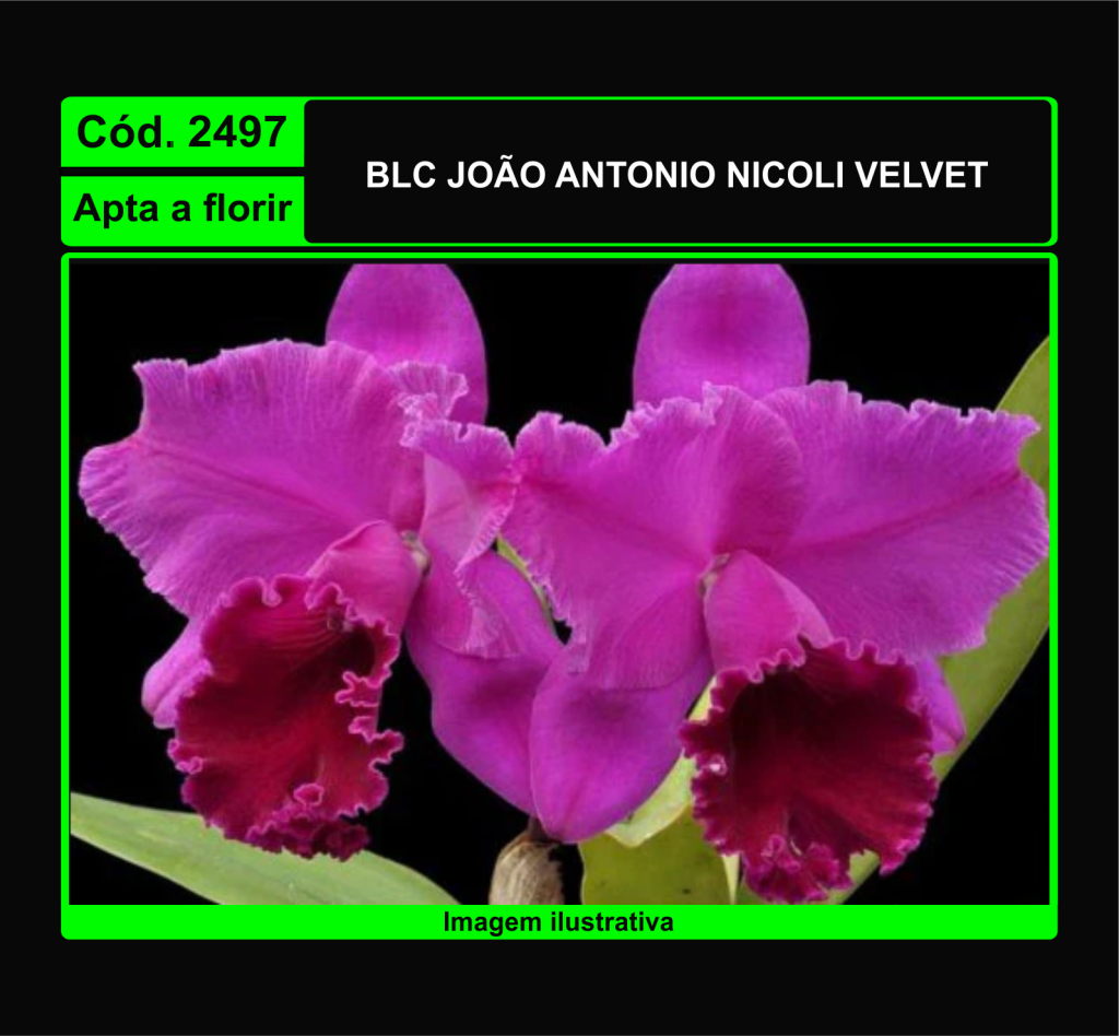 BLC JOAO ANTONIO NICOLI VELVET 2497