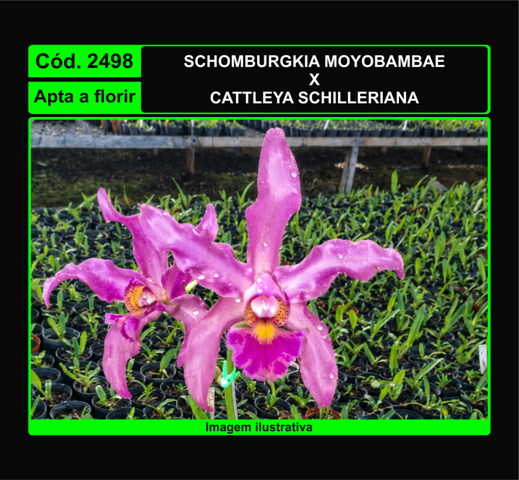 SCHOMBURGKIA MOYOBAMBAE X C SCHILLERIANA 2498