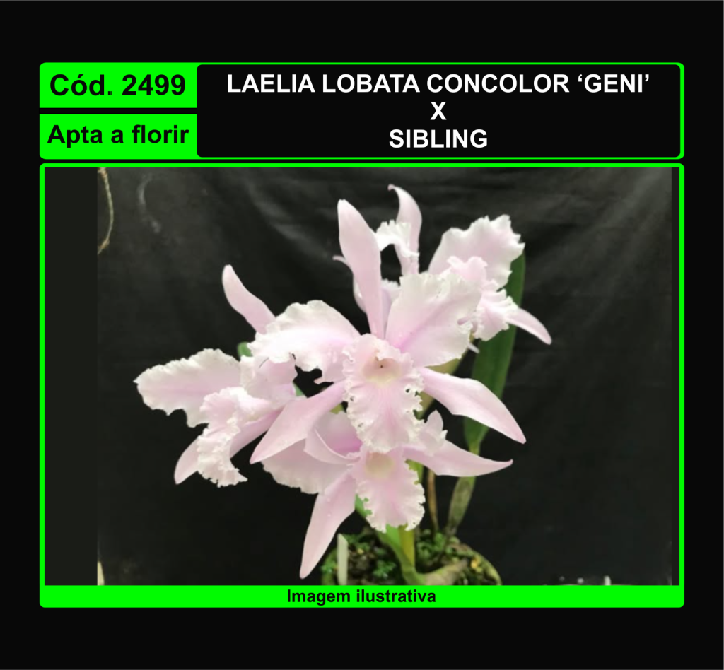 LAELIA LOBATA CONCOLOR GENI X SIBLING 2499