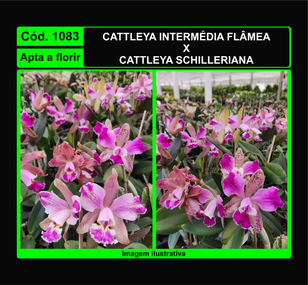 CATTLEYA INTERMEDIA FLAMEA X CATTLEYA SCHILLERIANA LABELAO 1083