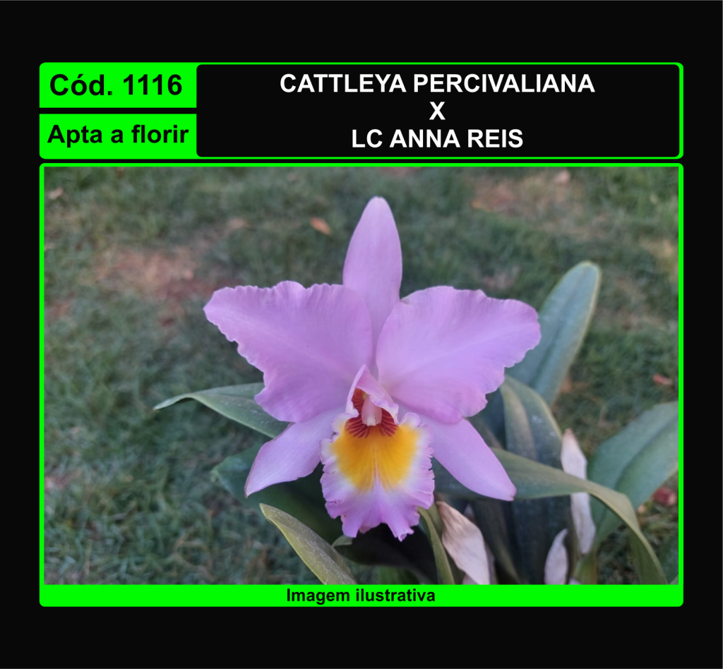 CATTLEYA PERCIVALIANA X LC ANNA REIS 1116