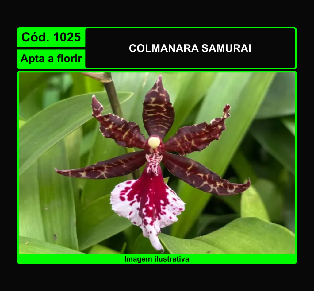 COLMANARA SAMURAI 1025
