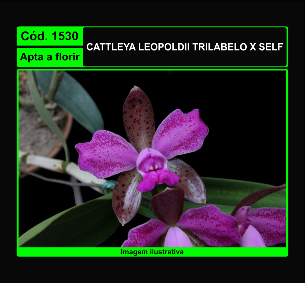 CATTLEYA LEOPOLDII TRILABELO X SELF 1530