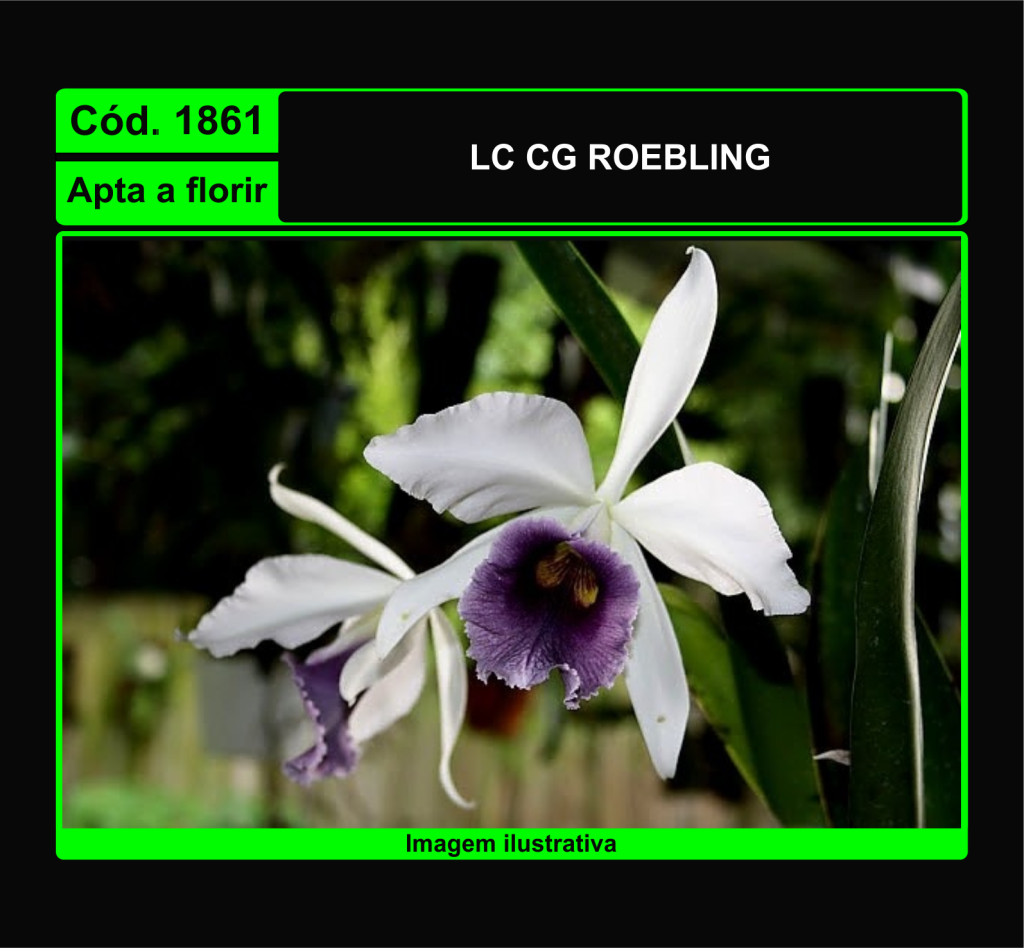 LC CG ROEBLING 1861