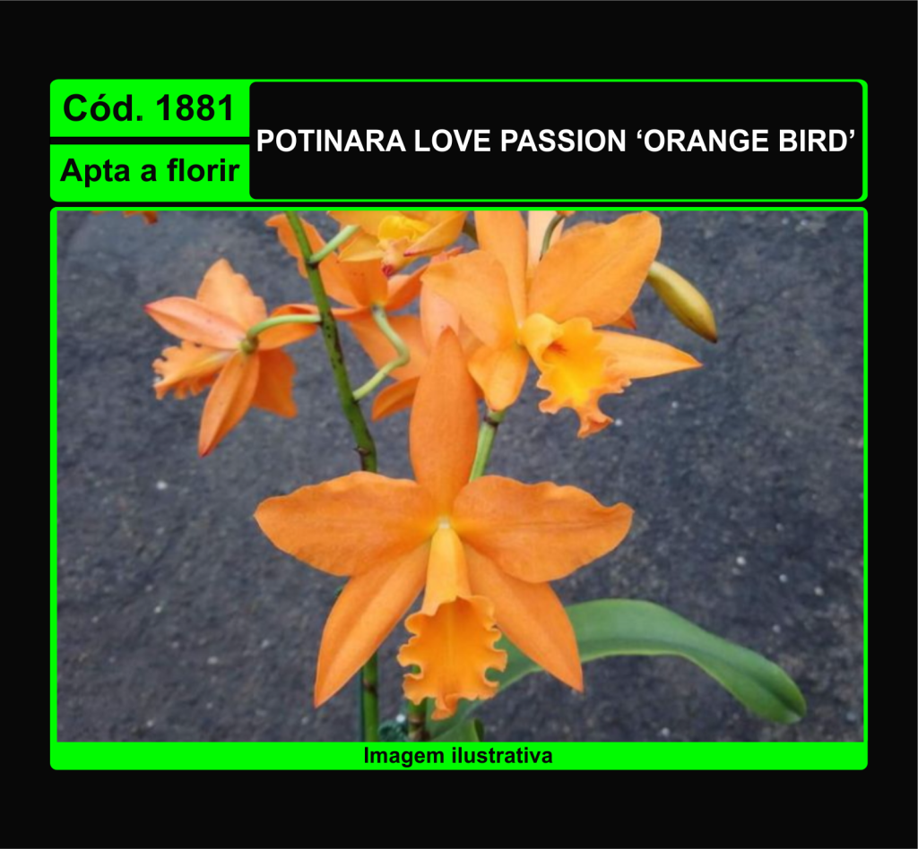 POT LOVE PASSION ORANGE BIRD 1881