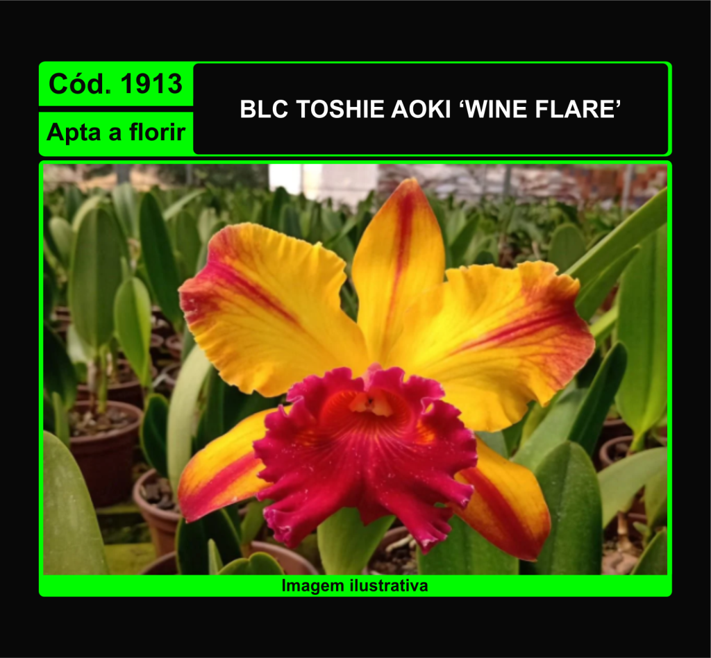 BLC TOSHIE AOKI WINE FLARE 1913
