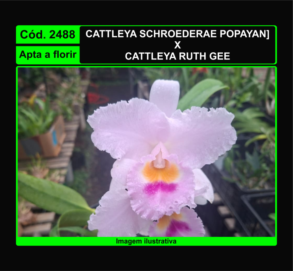 CATTLEYA SCHROEDERAE POPAYAN X C RUTH GEE 2488