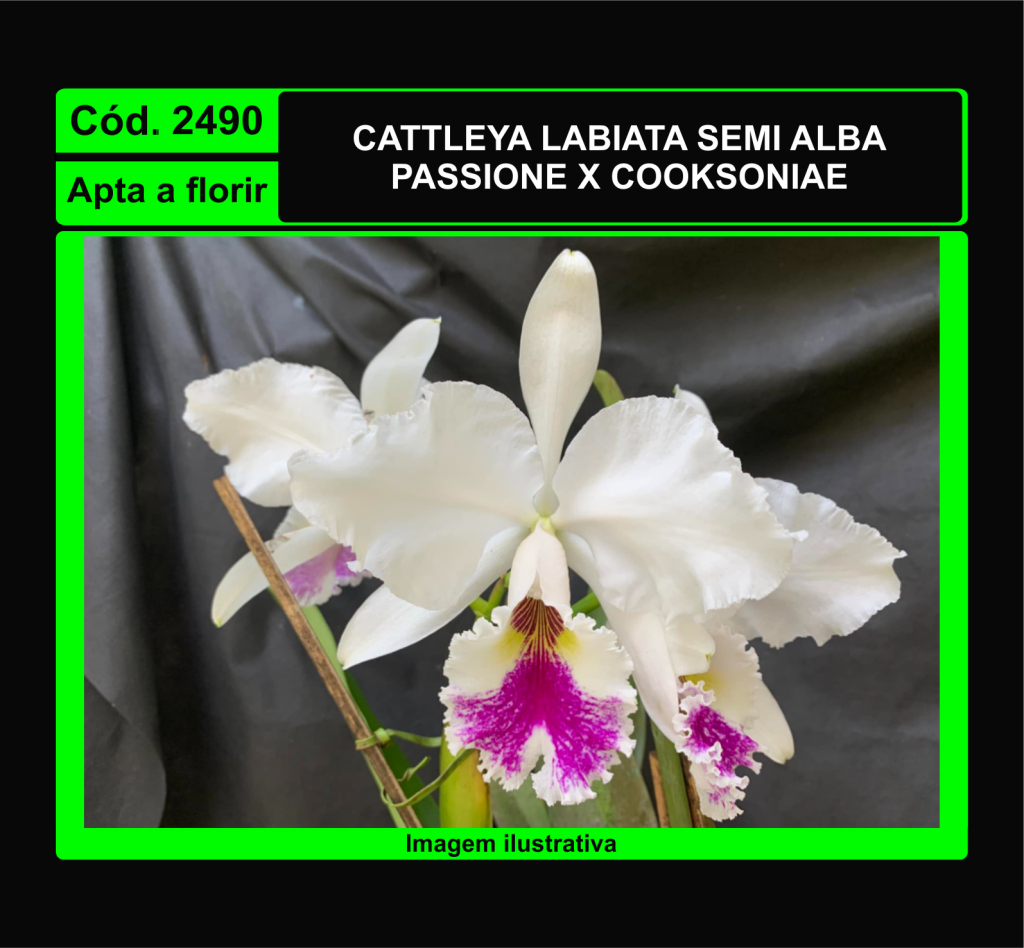 CATTLEYA LABIATA SEMI ALBA PASSIONE X COOKSONIAE 2490