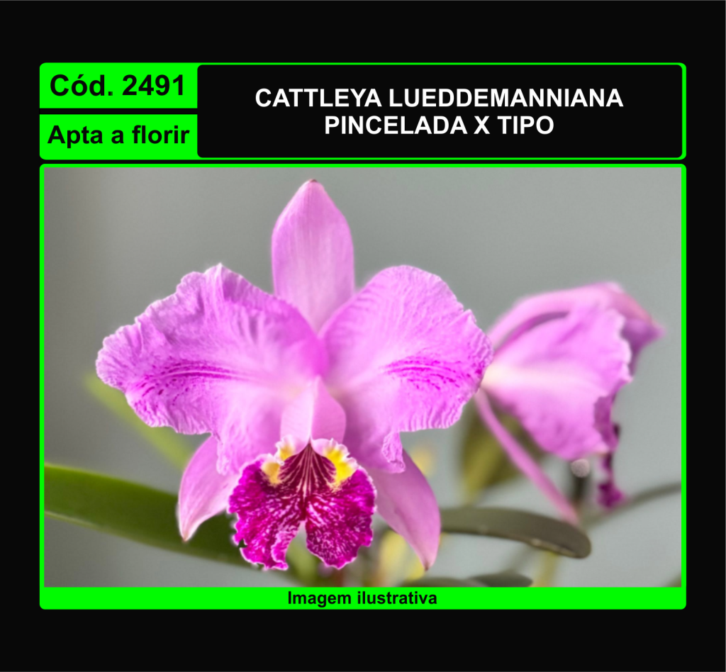 CATTLEYA LUEDDEMANNIANA PINCELADA X TIPO 2491