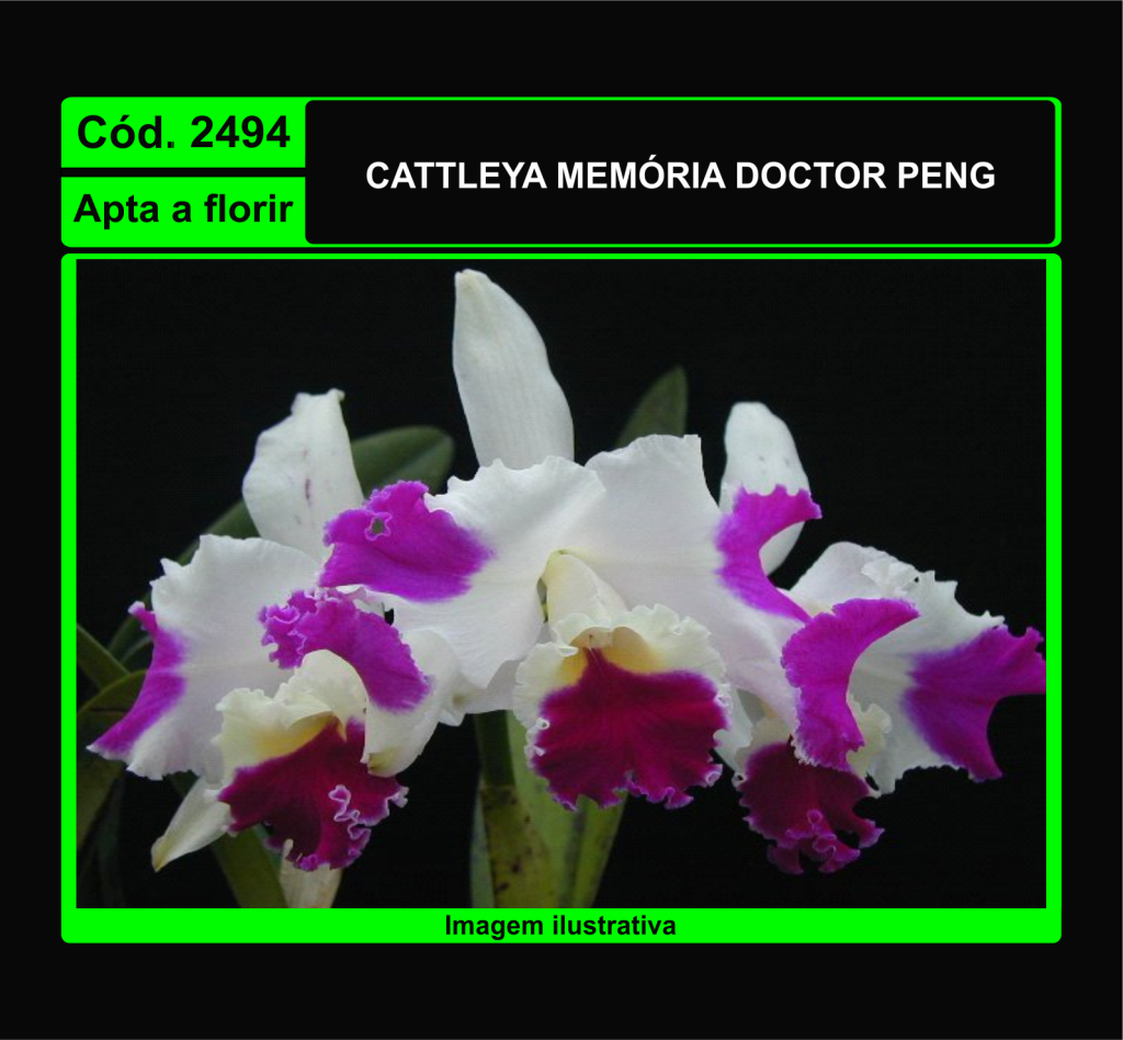 CATTLEYA MEMORIA DOCTOR PENG 2494