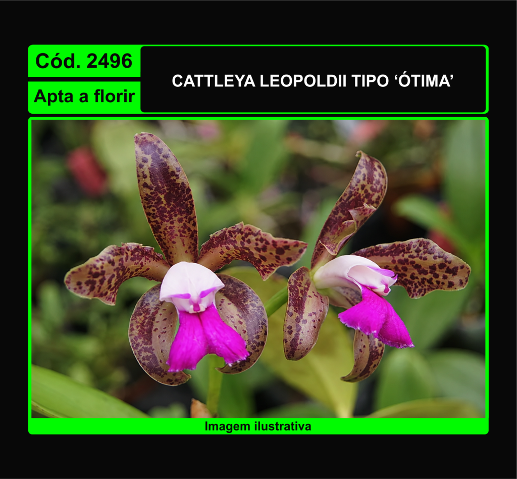 CATTLEYA LEOPOLDII TIPO OTIMA 2496