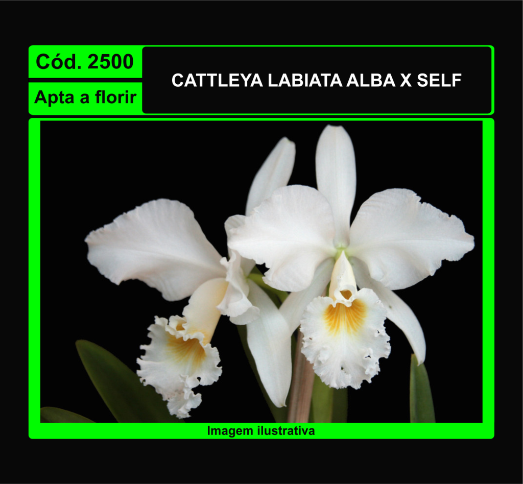 CATTLEYA LABIATA ALBA X SELF 2500