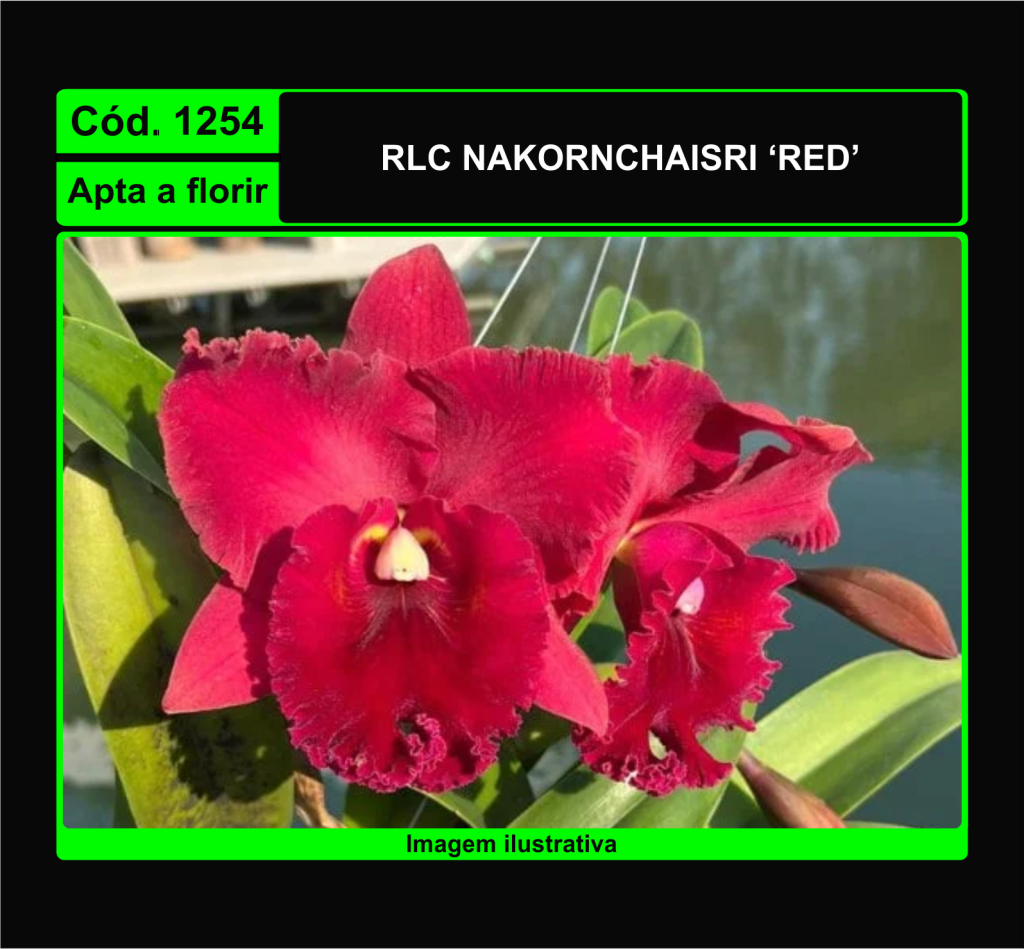 RLC NAKORNCHAISRI RED 1254