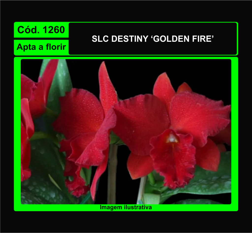 SLC DESTINY GOLDEN FIRE  1260