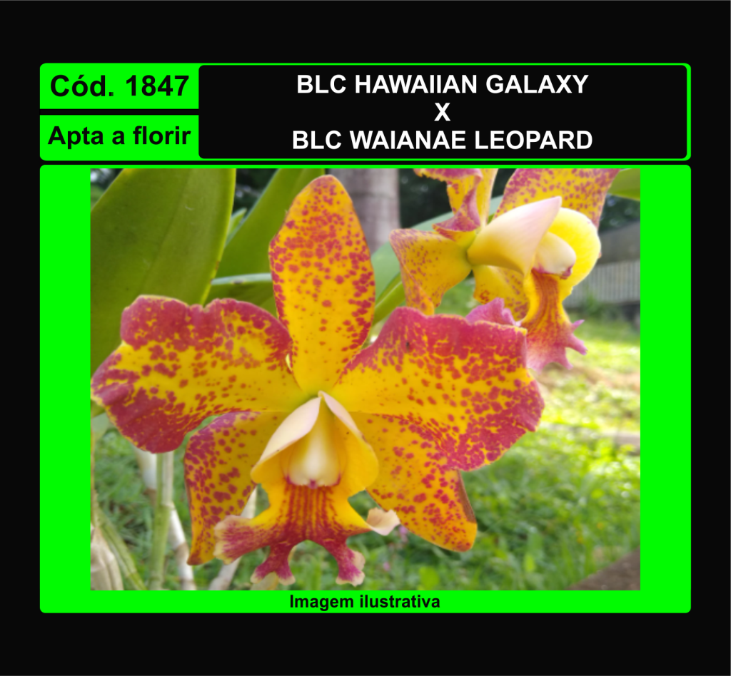 BLC HAWAIIAN GALAXY X BLC WAIANAE LEOPARD 1847