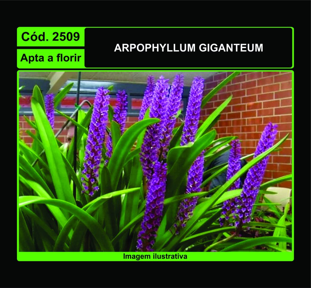 ARPOPHYLLUM GIGANTEUM 2509