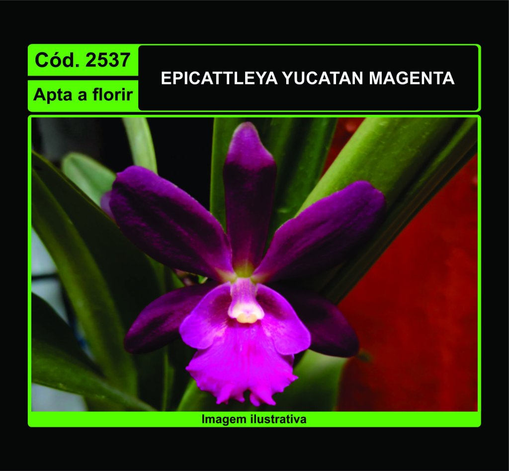 EPICATTLEYA YUCATAN MAGENTA 2537