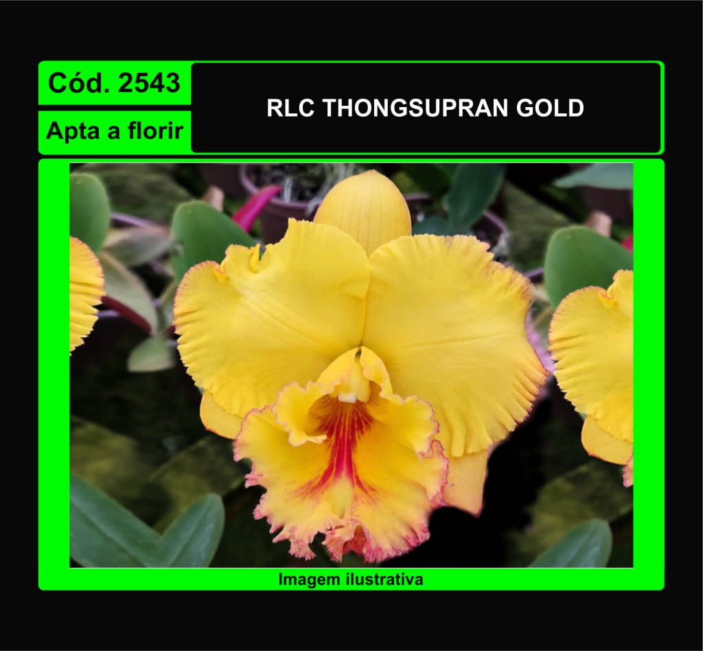 2543 RLC THONGSUPRAN GOLD