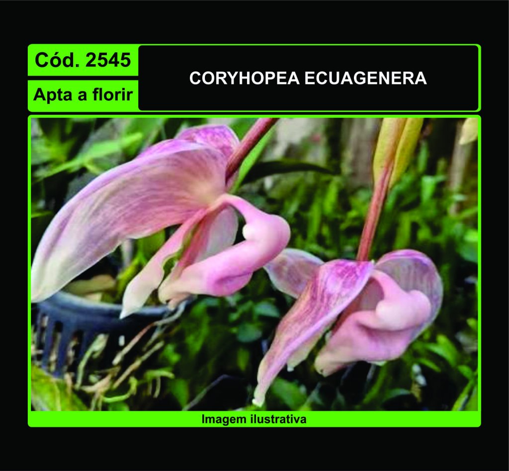 2545 CORYHOPEA ECUAGENERA 