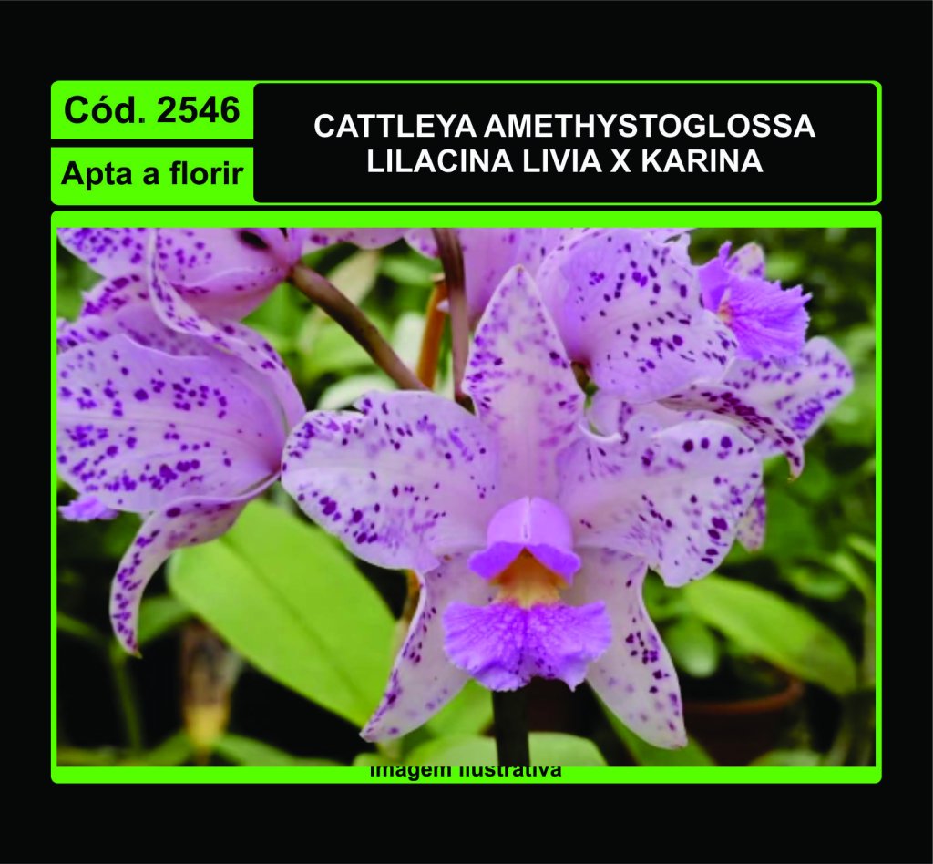 CATTLEYA AMETHYSTOGLOSSA LILACINA LIVIA X KARINA 2546