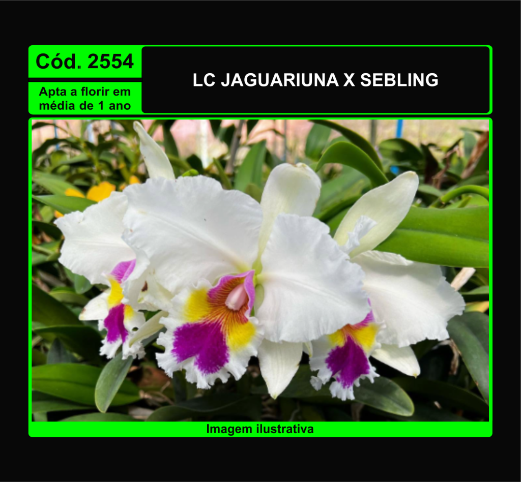 CATTLEYA JAGUARIUNA X SEBLING PRÉ ADULTA 2554