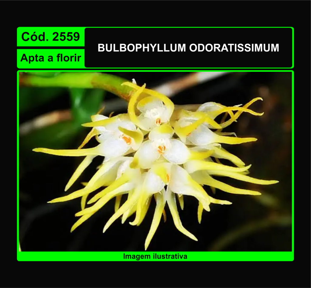 BULB ODORATISSIMUM 2559