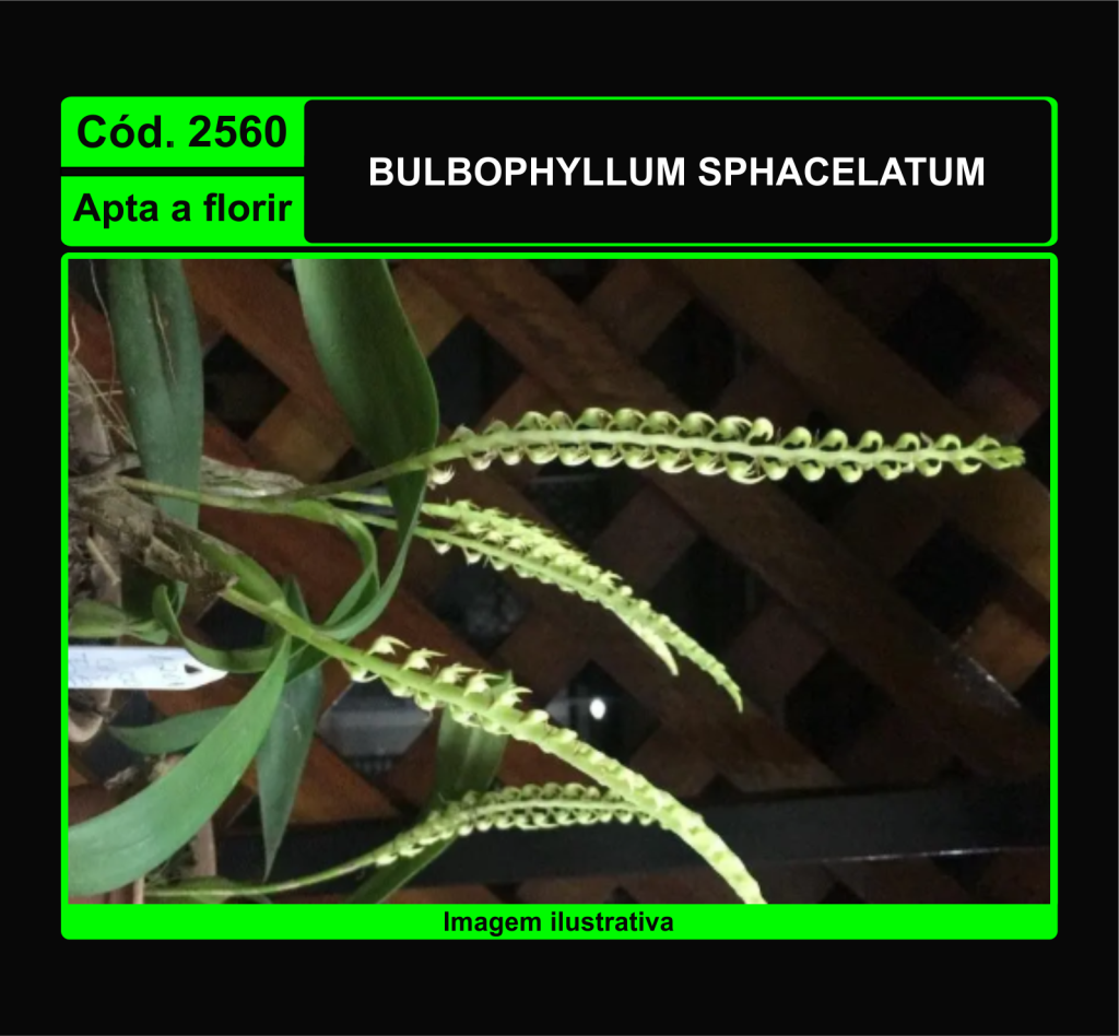 BULB SPHACELATUM 2560