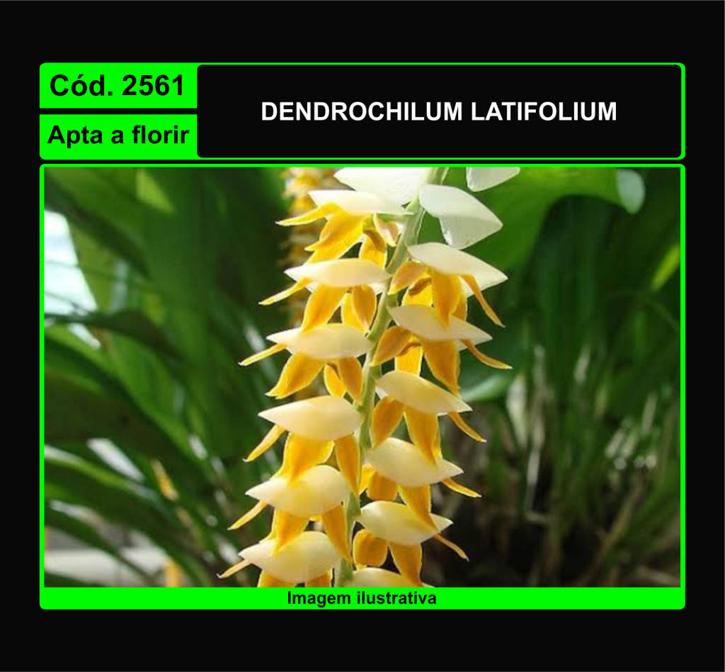 DENDROCHILUM LATIFOLIUM 2561