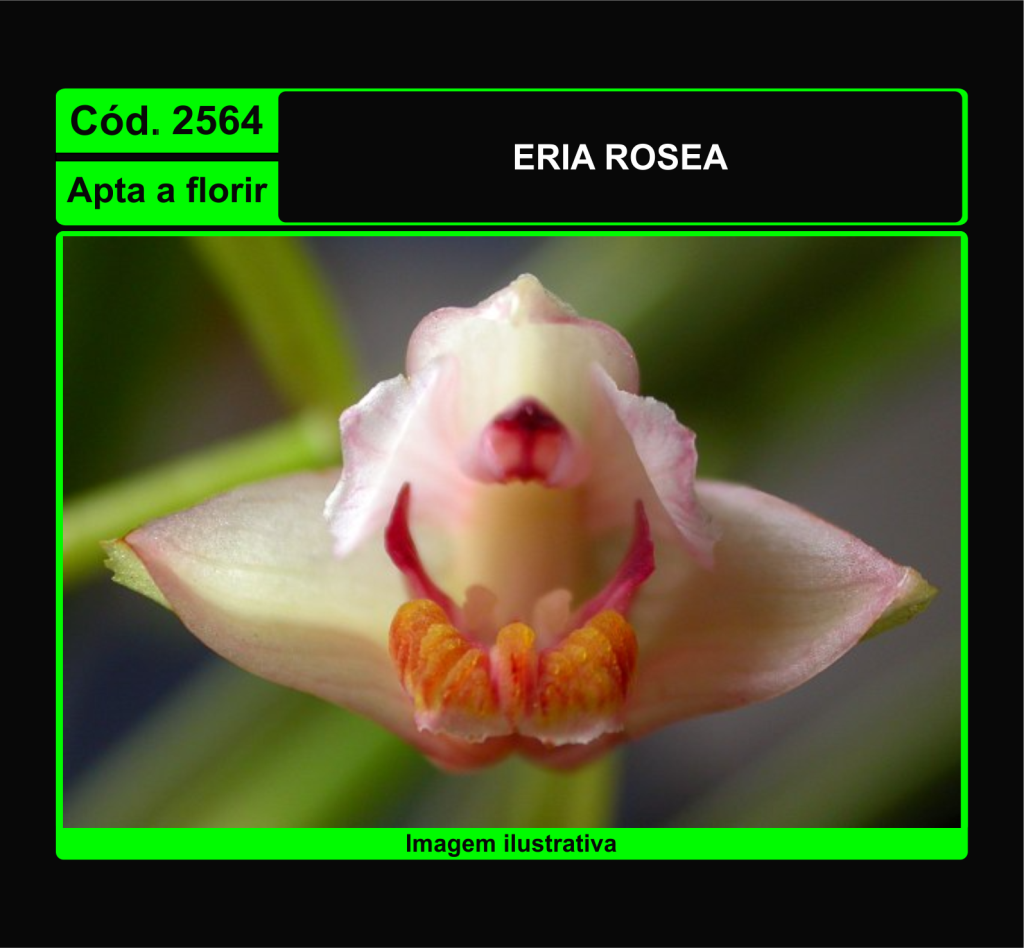 ERIA ROSEA 2564
