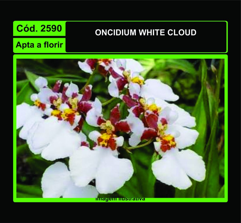 ONCIDIUM WHITE CLOUD 2590
