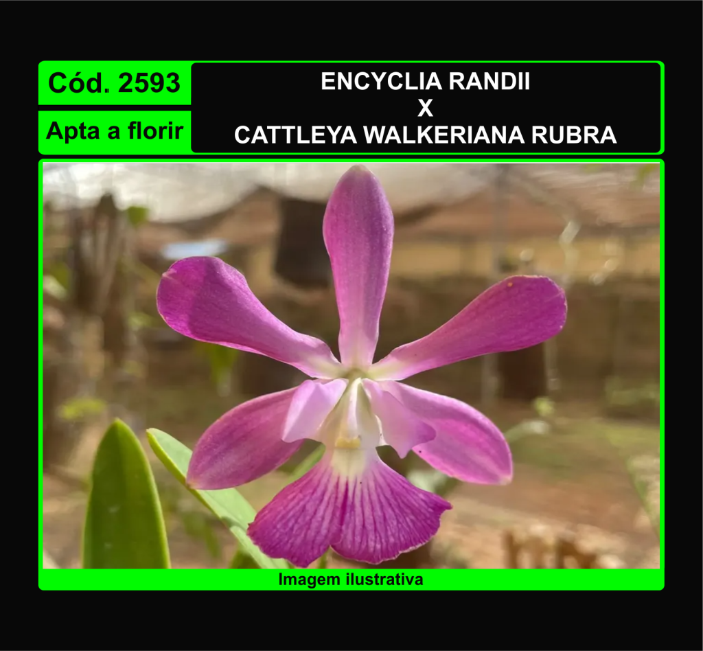 ENCYCLIA RANDI X C WALKERIANA RUBRA 2593