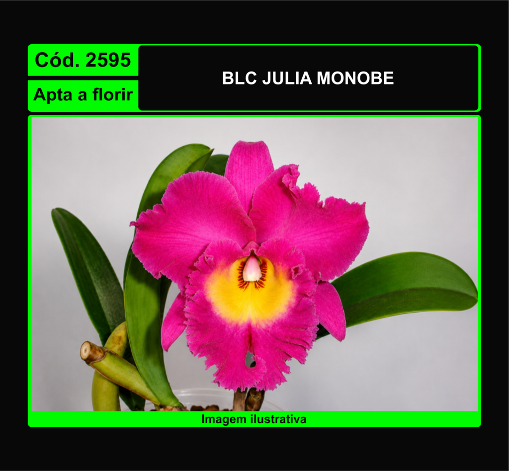 BLC JULIA MONOBE 2595*