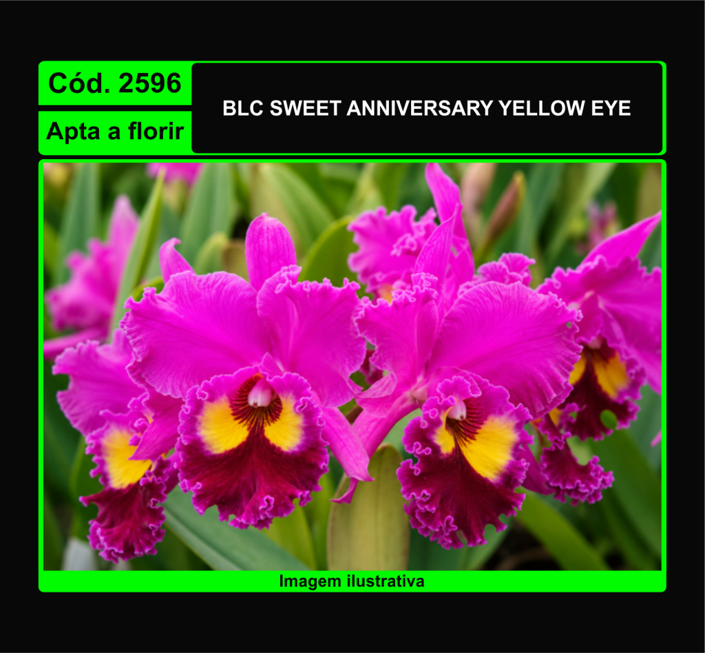 BLC SWEET ANNIVERSARY YELLOW EYE 2596*