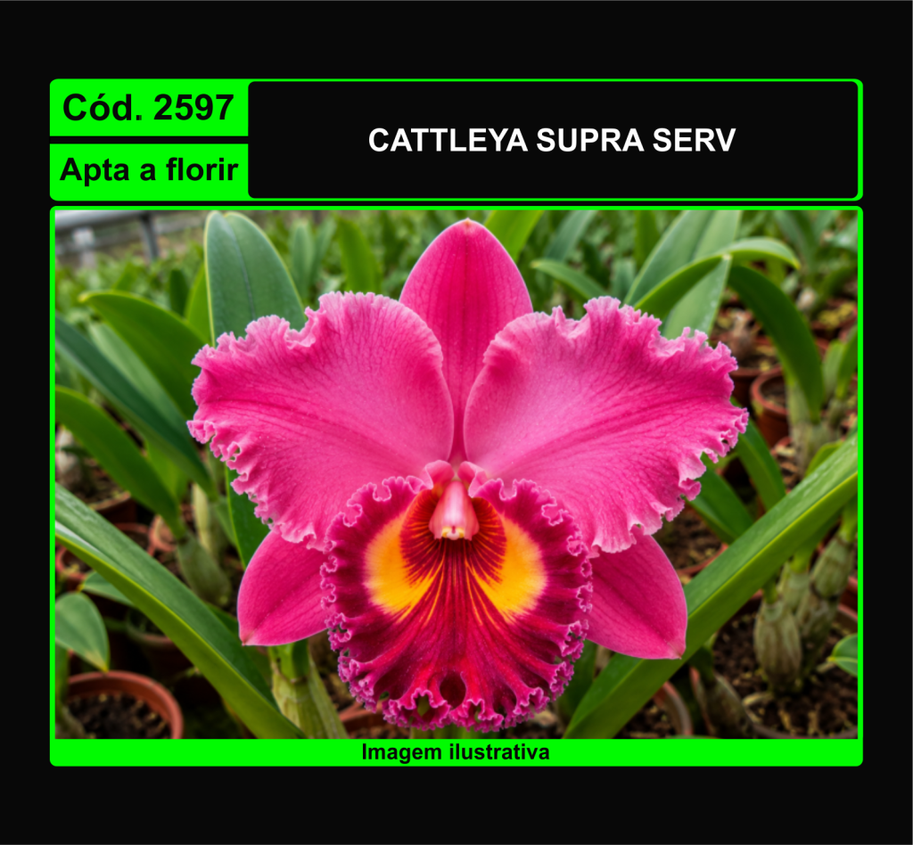 CATTLEYA SUPRA SERV 2597*