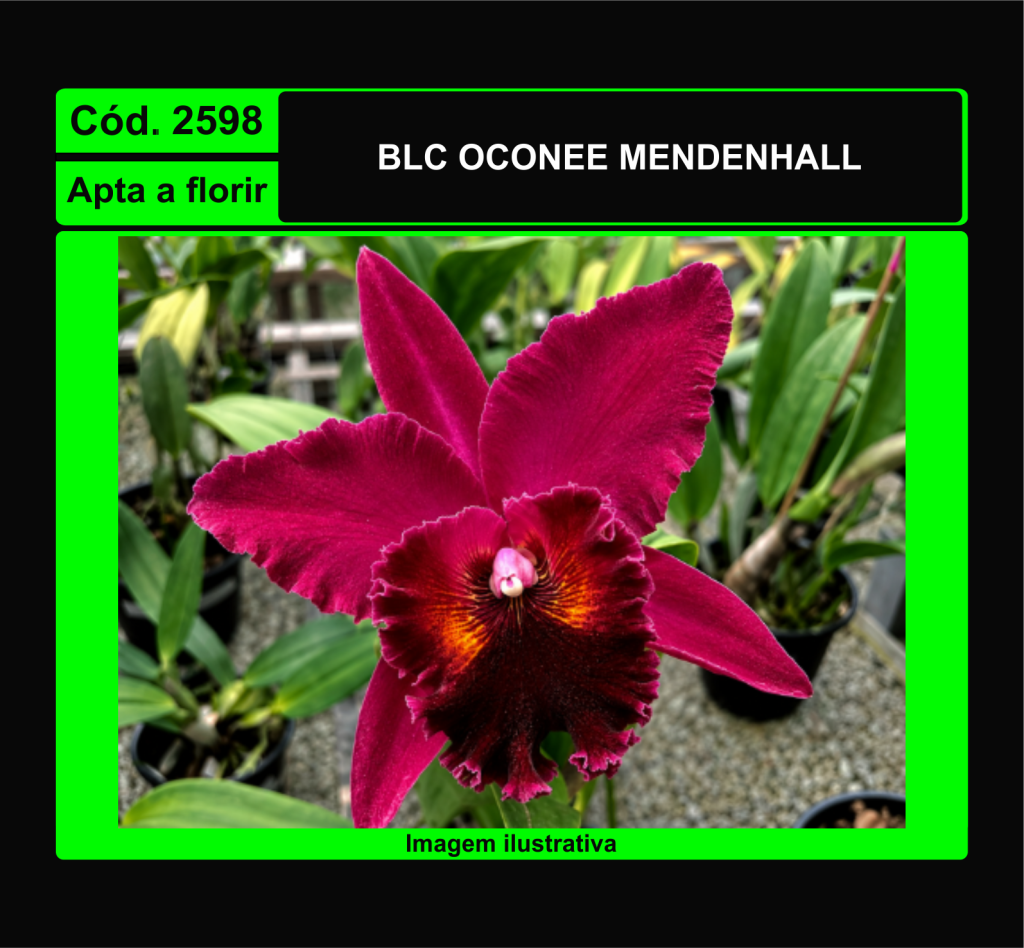 BLC OCONEE MENDENHALL 2598*