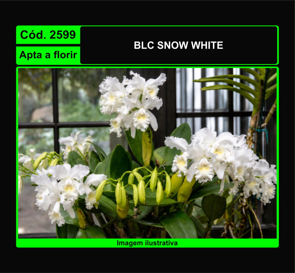 BLC SNOW WHITE 2599*