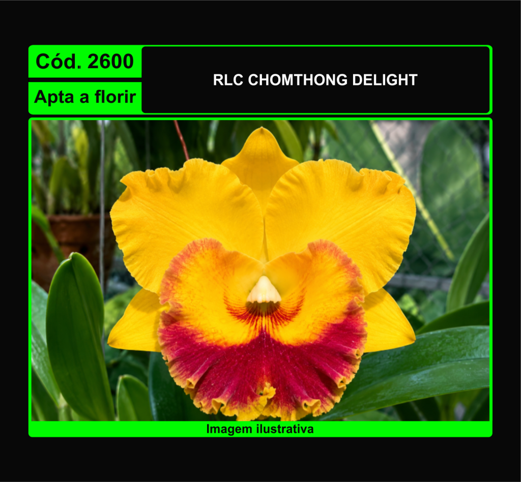 RLC CHONTONG DELIGHT 2600*