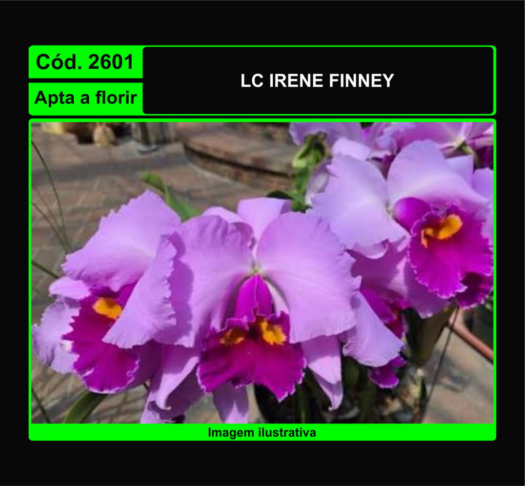 LC IRENE FINNEY 2601*