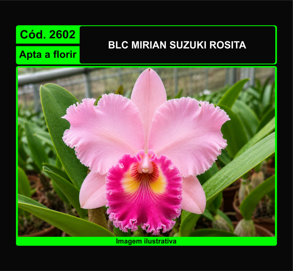 BLC MIRIAN SUZUKI ROSITA 2602*