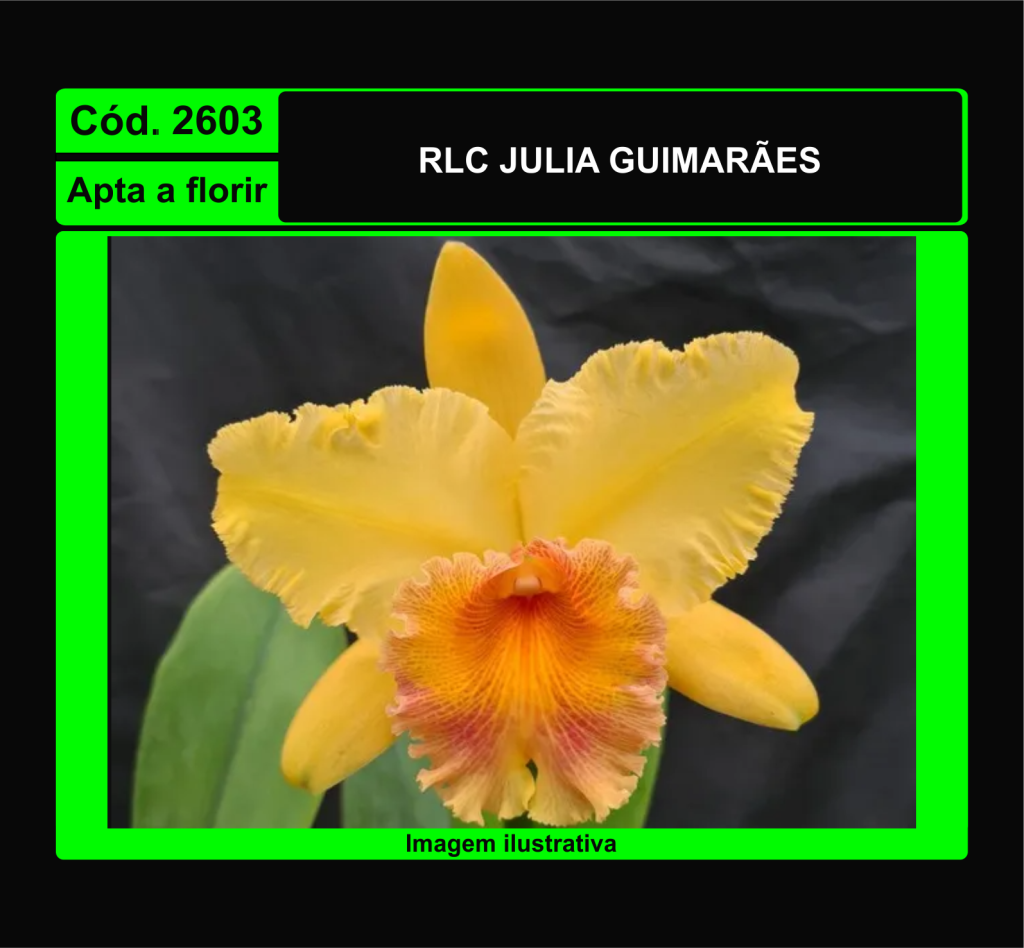 RLC JULIA GUIMARAES 2603*