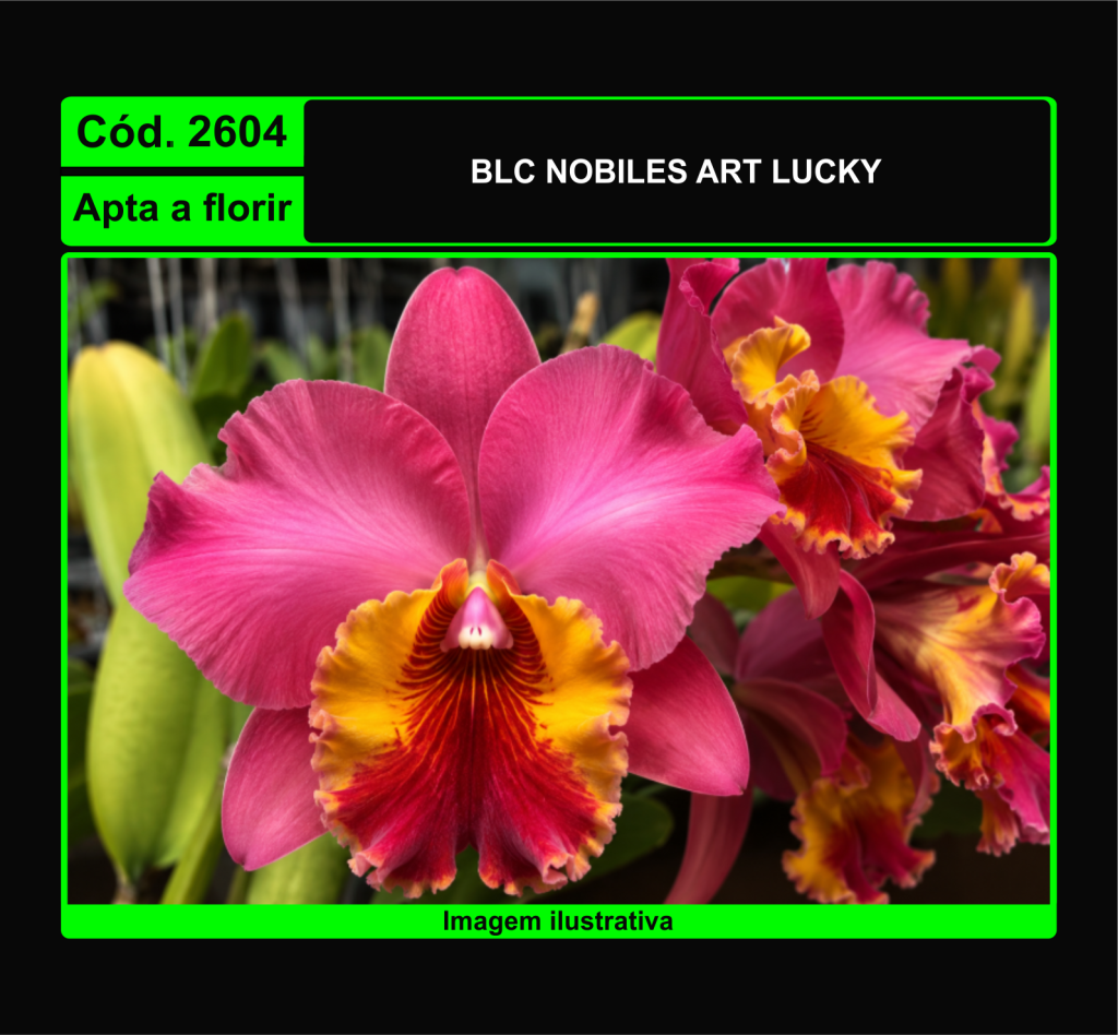 BLC NOBILES ART LUCKY 2604*