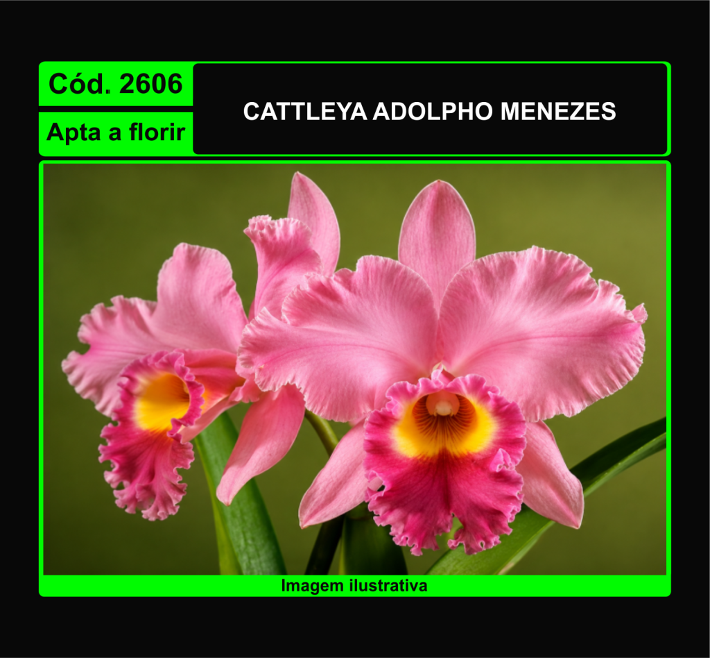 CATTLEYA ADOLPHO MENEZES 2606*