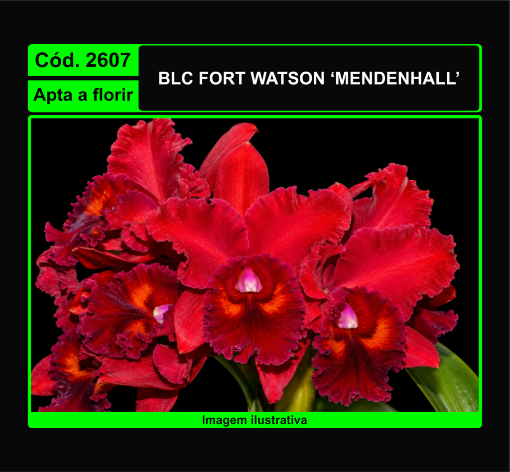 BLC FORT WATSON MENDENHALL 2607*