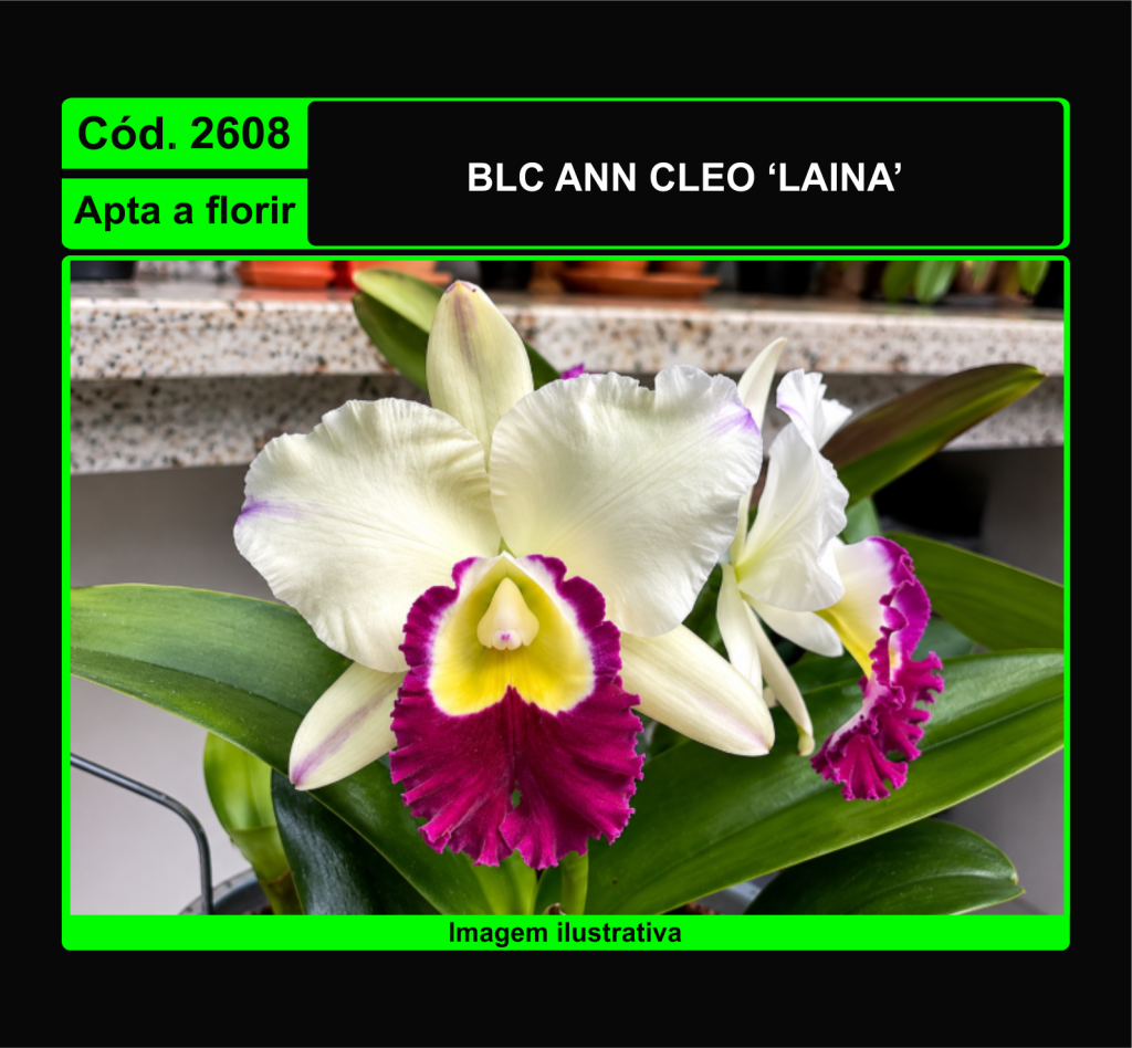 BLC ANN CLEO LAINA 2608*