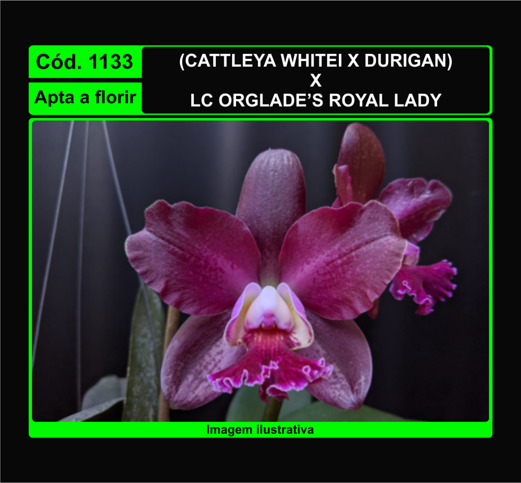 CATTLEYA WHITEI X DURIGAN X ORGLADES 1133*