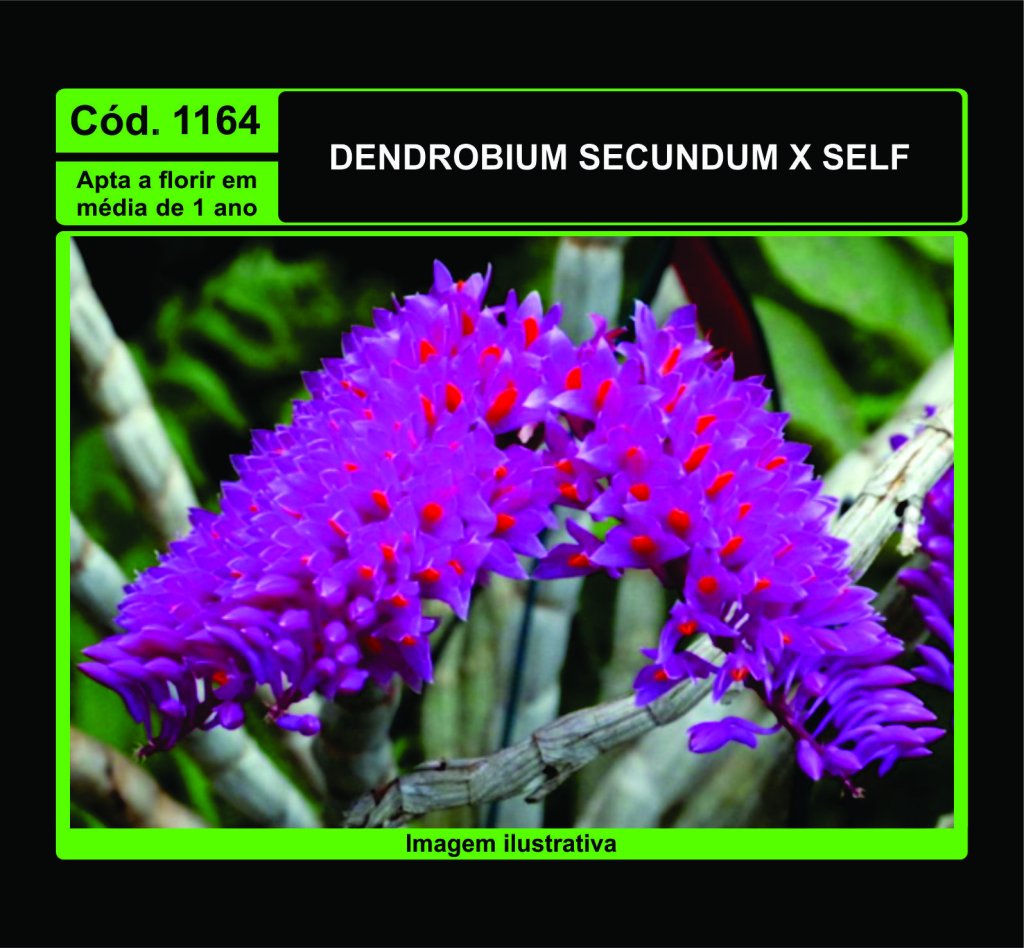 DENDROBIUM SECUNDUM X SELF PRÉ ADULTA 1164*