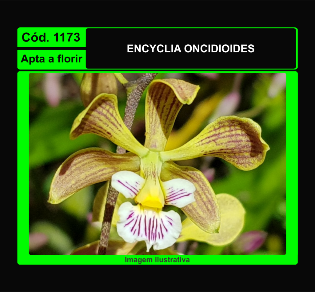 ENCYCLIA ONCIDIOIDES 1173*