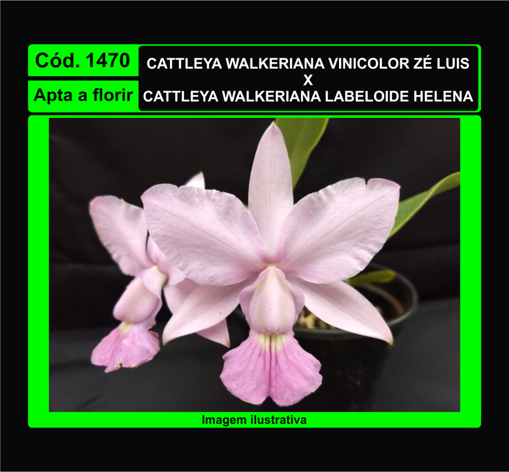 CATTLEYA WALKERIANA VINICOLOR ZE LUIS X CATTLEYA WALKERIANA LABELOIDE HELENA 1470*